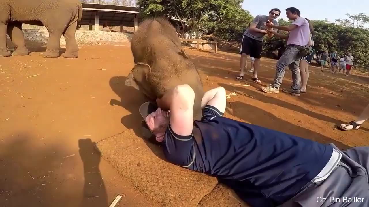 Super funny different animals chasing and scaring people 2019