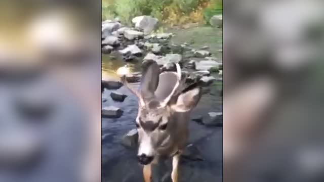 Friendly Hiker Finds A Deer With A Donut On His Antler