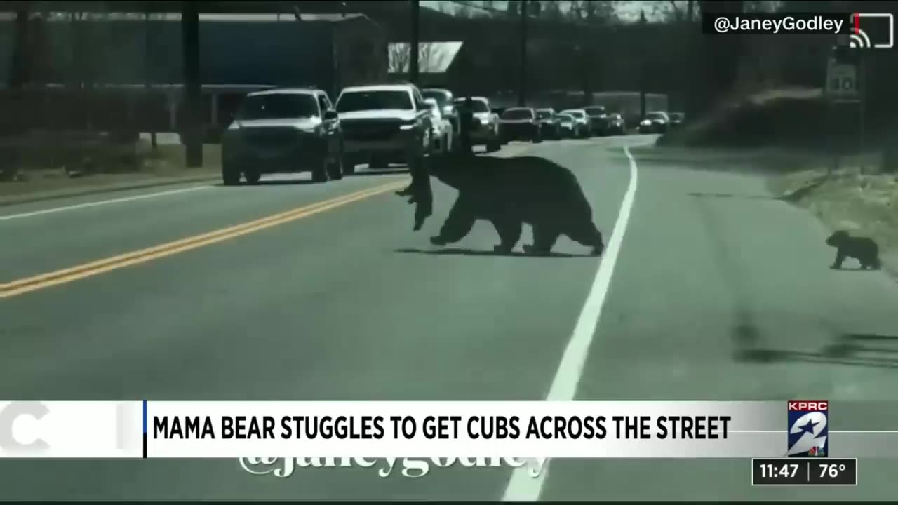 Mama bear crossing the road with cubs video gives moms everywhere all the feels