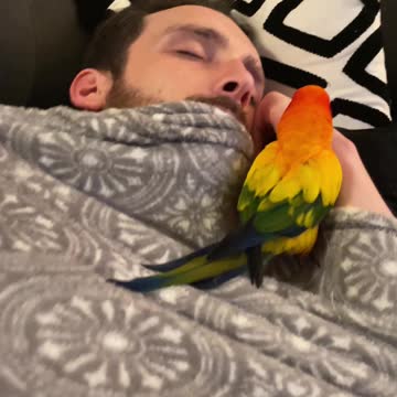 Parrot tries to wake dad up from a nap