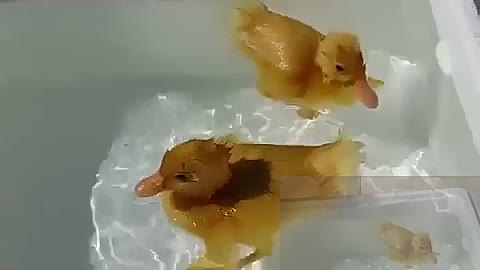 Little duck