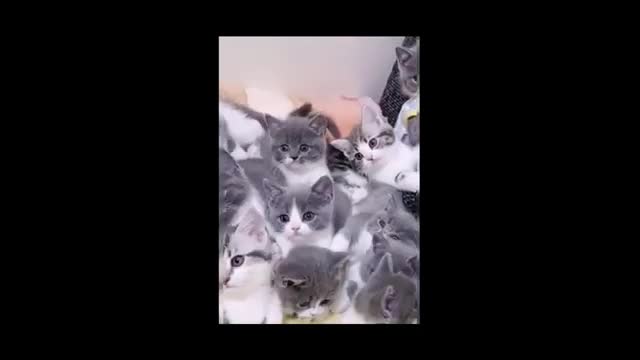 Funny videos😄 cute catsl listening music 🎧