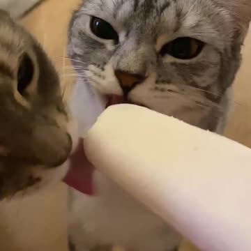 c a t cat funny video,