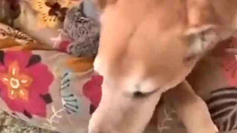 Kittens Lost Their Mother, Now This Dog Takes Care of Them #shorts #viral #shortsvideo #video