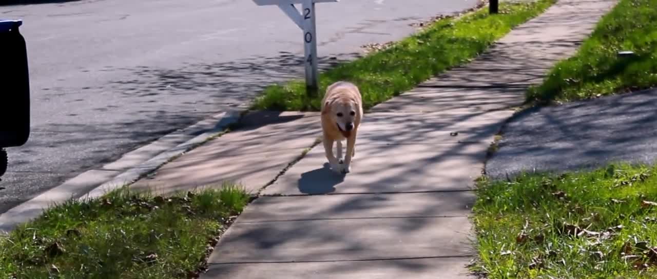 The last day - Saying goodbye to my family dog