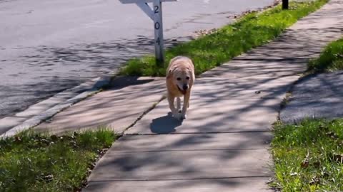 The last day - Saying goodbye to my family dog