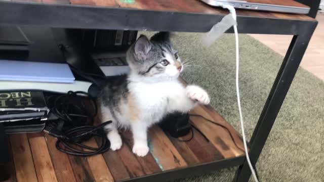 cute cat playing with charger