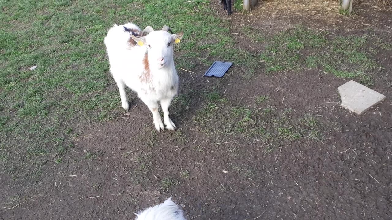 Ziegen und Esel in Meusdorf-Leipzig