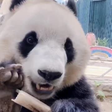 Panda Bear eating bamboo at the National Zoo
