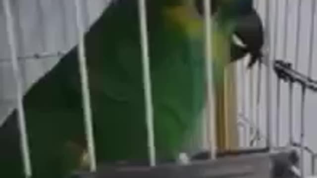 Parrot singing in English- Papagaio cantando em inglês