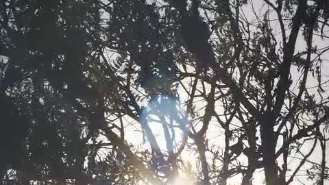 Glowing sun through a tree