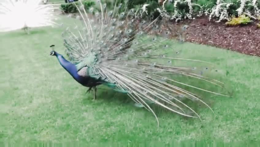 Beautiful peacock video.2022 New video