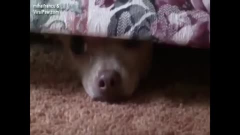 Puppy hides under the sofa from his owner