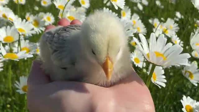 Baby Birds❤️|Singing Bird🤩|Beautiful Birds|Nature And Wildlife Video|#shorts #birds #cute #nature