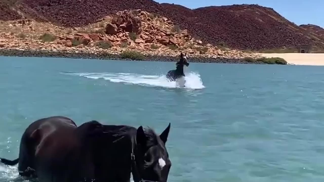 Happy horse in western Australia