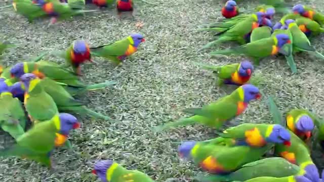 Birds eating food