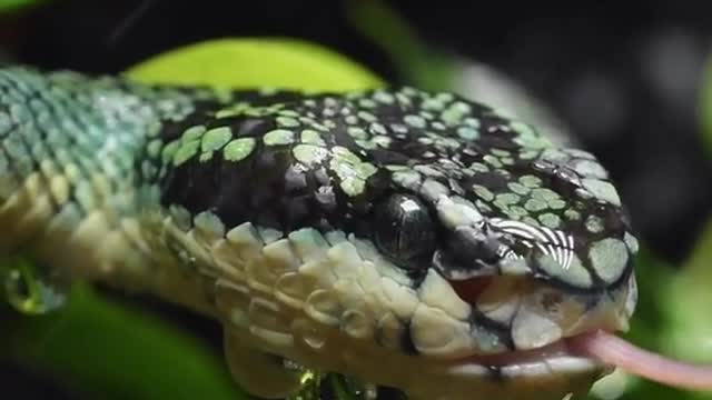 Cute snake green crazy angry