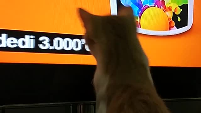 Orange cat watching tv tries to catch subtitles