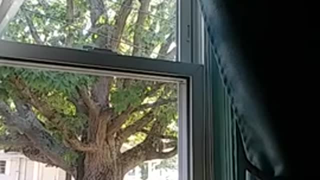 Louisiana is Turning Deliveries away if they DON"T have the JABBERWALKIE!!!