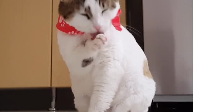 Funny cat