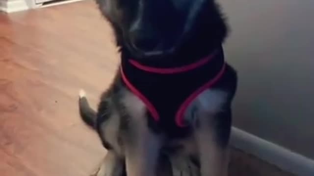 Hilarious dog respects himself