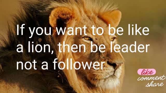 Live like a Lion//Top Motivational Quotes collection//