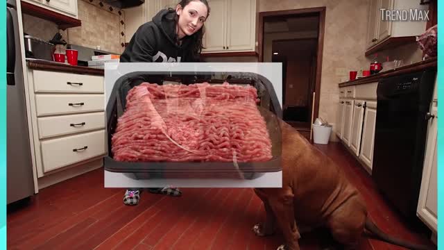 THE BIGGEST Dog In The World.