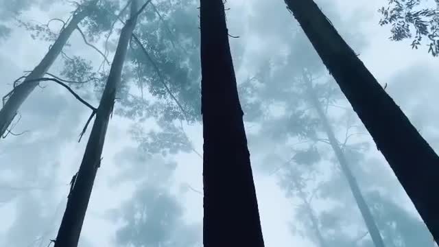 Snow Forest