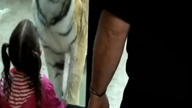 Tiger opens his jaws to grab little girl but he fails to do