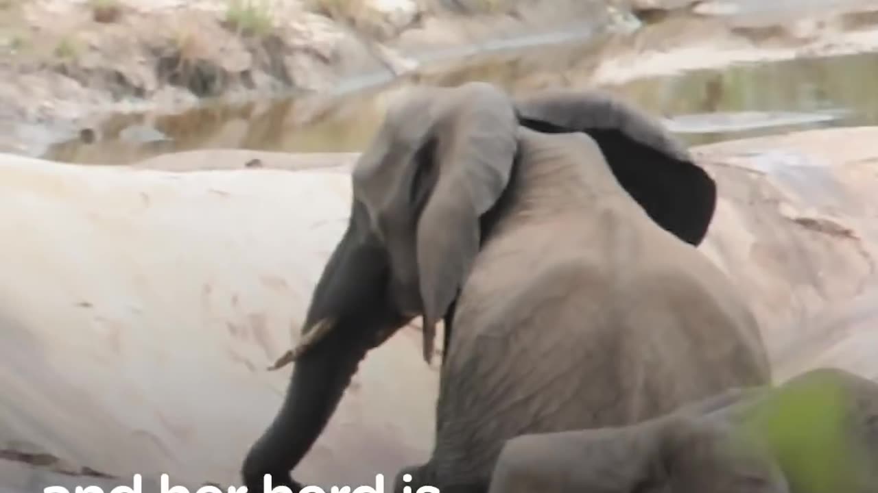 Elephant Mom Has Her Baby's Back No Matter What | The Dodo