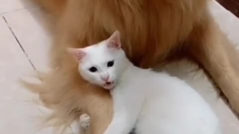 Dog and cat love each other very much