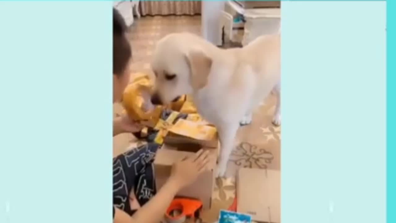 Funny_dog_videos_|_Hilarious_pets_|_Funny_pet_videos_compilation#1