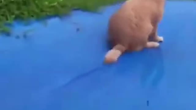 dog on the slide 😅 #shorts