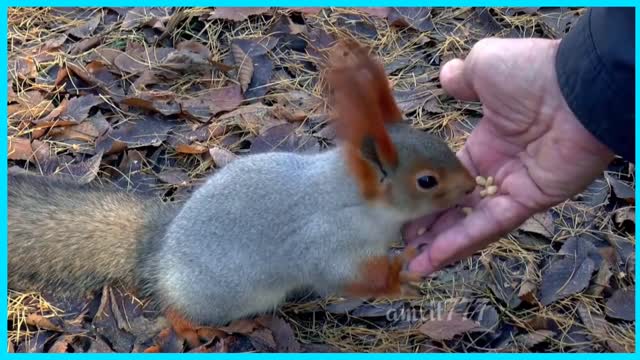 Wild Squirrel And amazing Animal