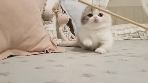 Watch these cute little kitten playing,REALLY FUNNY & CUTE