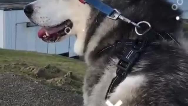 For the dog