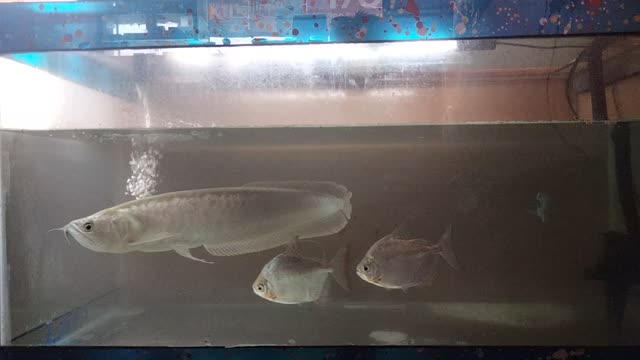 Arowana fish