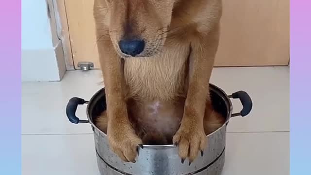 Quite and funny dog video competition 🥰❤❤💕🥰🥰🥰🥰🥰🥰