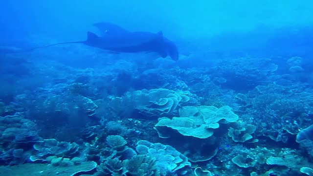 The stingray flips backwards when it hears the voice of a diver