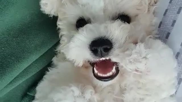 Bichon Frize - Dew. Cute puppy