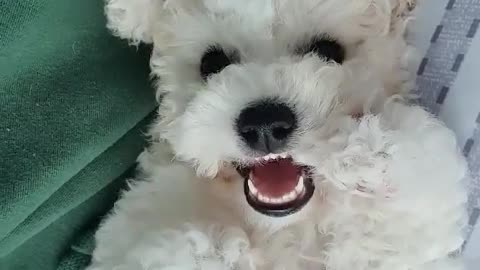 Bichon Frize - Dew. Cute puppy