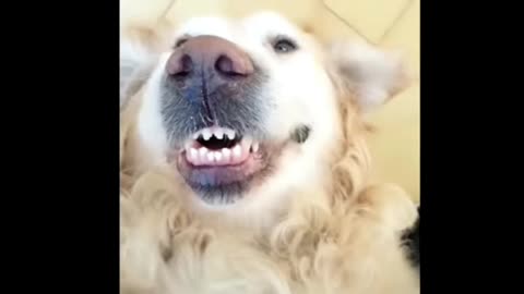 Funny Animal Dog Video