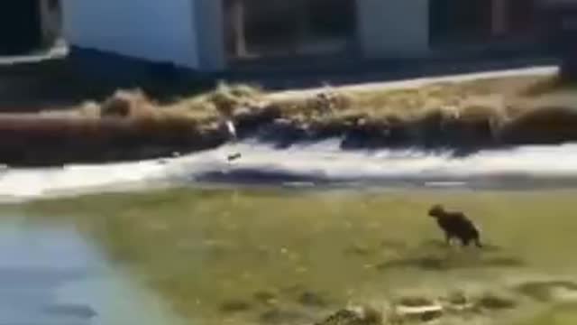 Cat Running After A Fish Under Ice