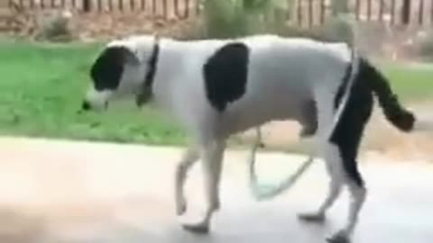 Dog good skill