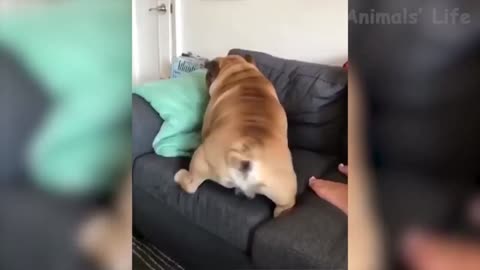 Dogs funny puik puik🤣🤣