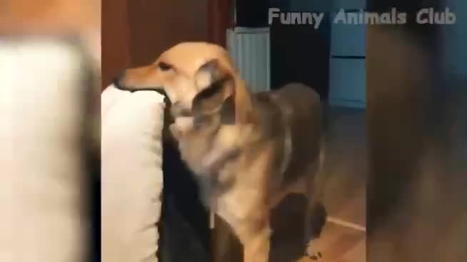 Funny Animal Videos 2022 π - Best Dogs And Cats Videos πΊπ