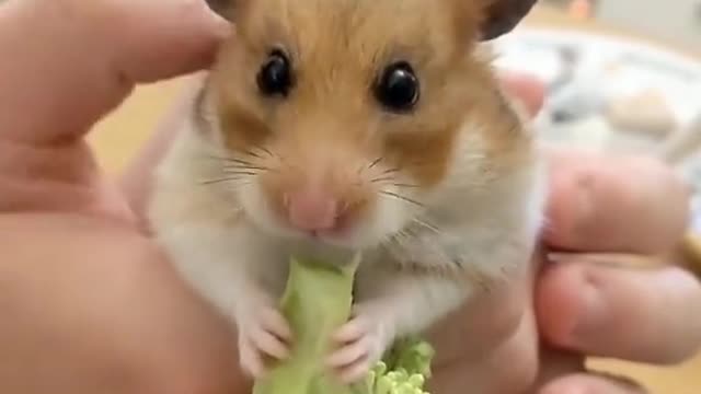 wildanimalsdoingthings - enjoy funny animal doing incredible things