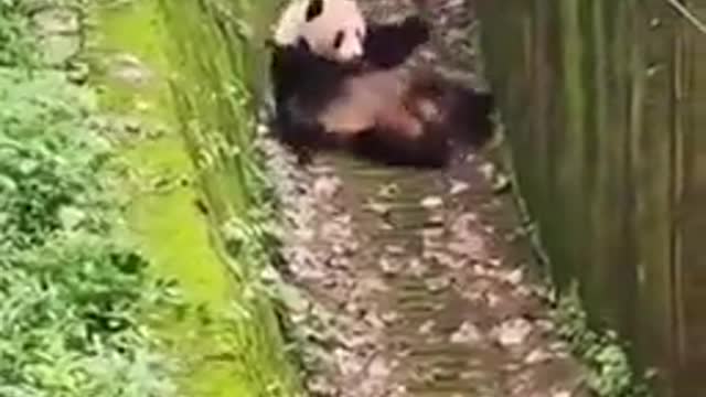 How does this species survive in the wild | Funny animal video