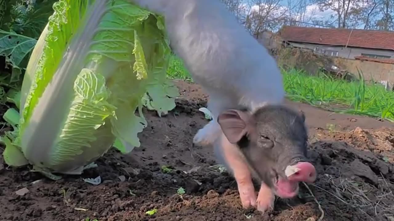 Piglet carries rabbit and eats cabbage