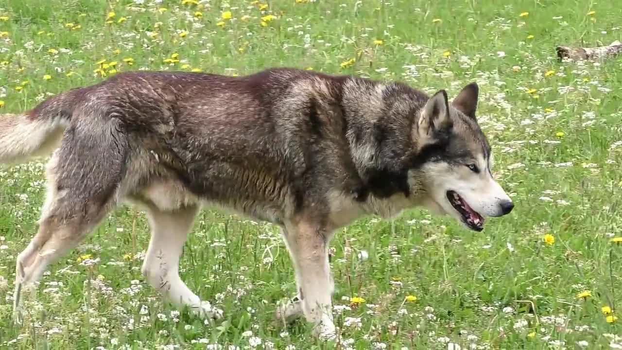 Smart dog plays full round of connect